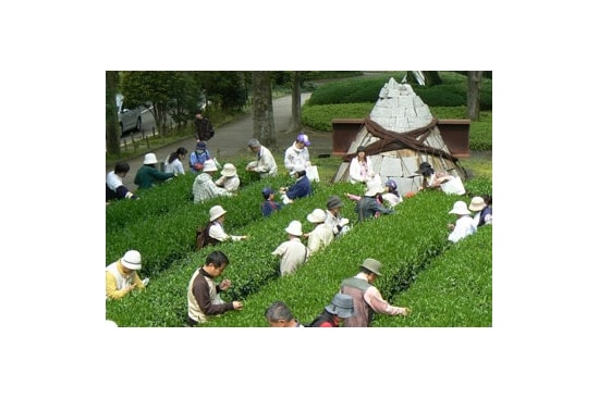 画像:彫刻プロムナードにある茶畑(杉山彦三郎 記念茶畑)の育成・活用の様子