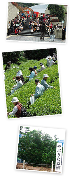 ボランティアの人集合写真・お茶摘み体験